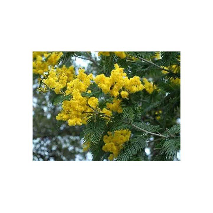 Acacia dealbata var. Le Gaulois
