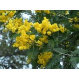 Acacia dealbata var. Le Gaulois