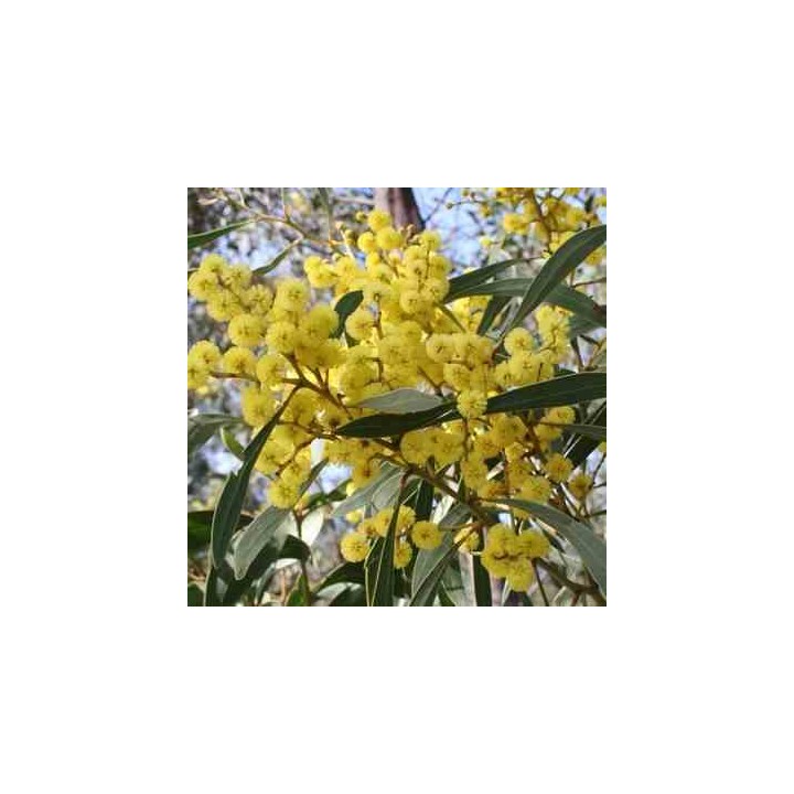 Acacia pycnantha