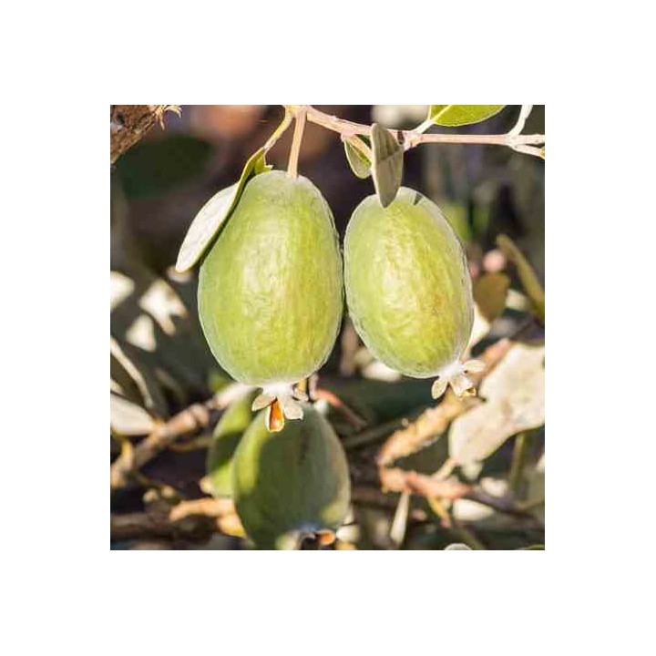 Acca sellowiana (syn. Feijoa s.)