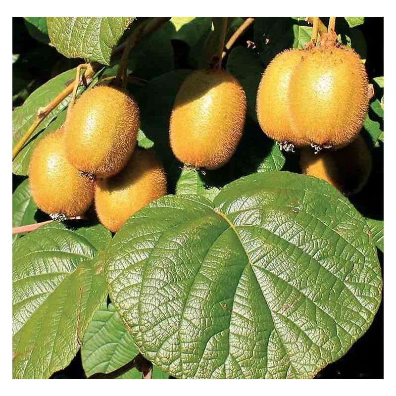 Actinidia deliciosa Jenny (kiwi)