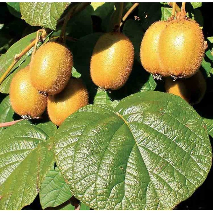 Actinidia deliciosa Jenny (kiwi)