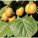 Actinidia deliciosa Jenny (kiwi)