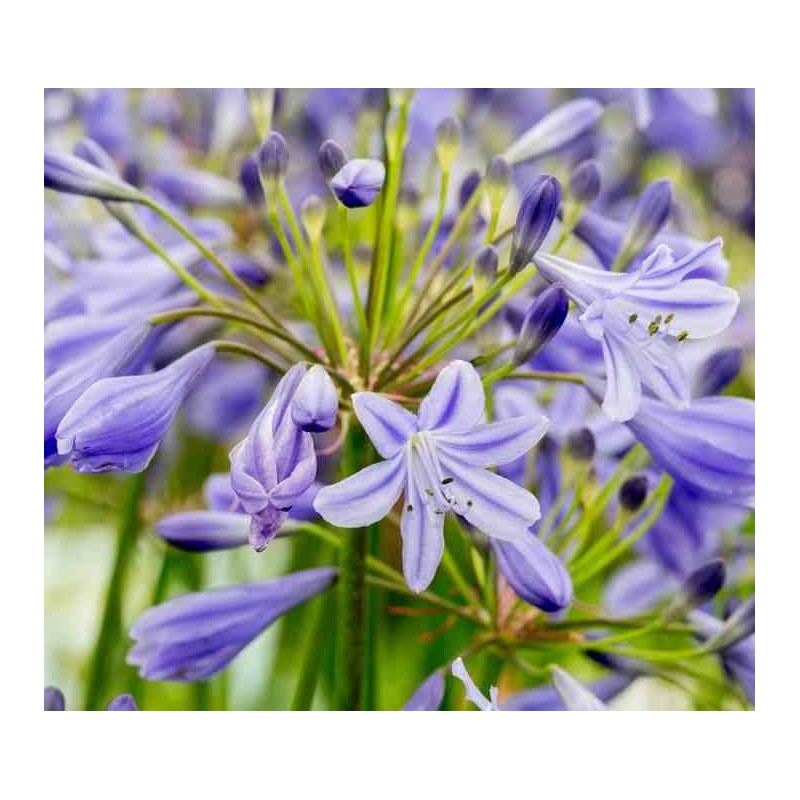 Agapanthe Lapis Lazuli (Agapanthe)