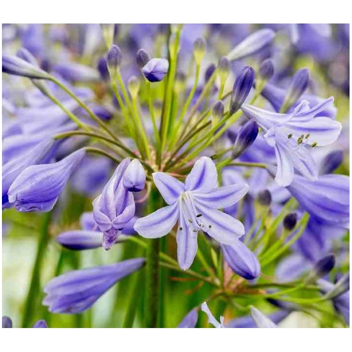 Agapanthe Lapis Lazuli (Agapanthe)