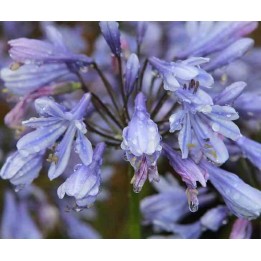 Agapanthe Brume de Lavande (Agapanthe)