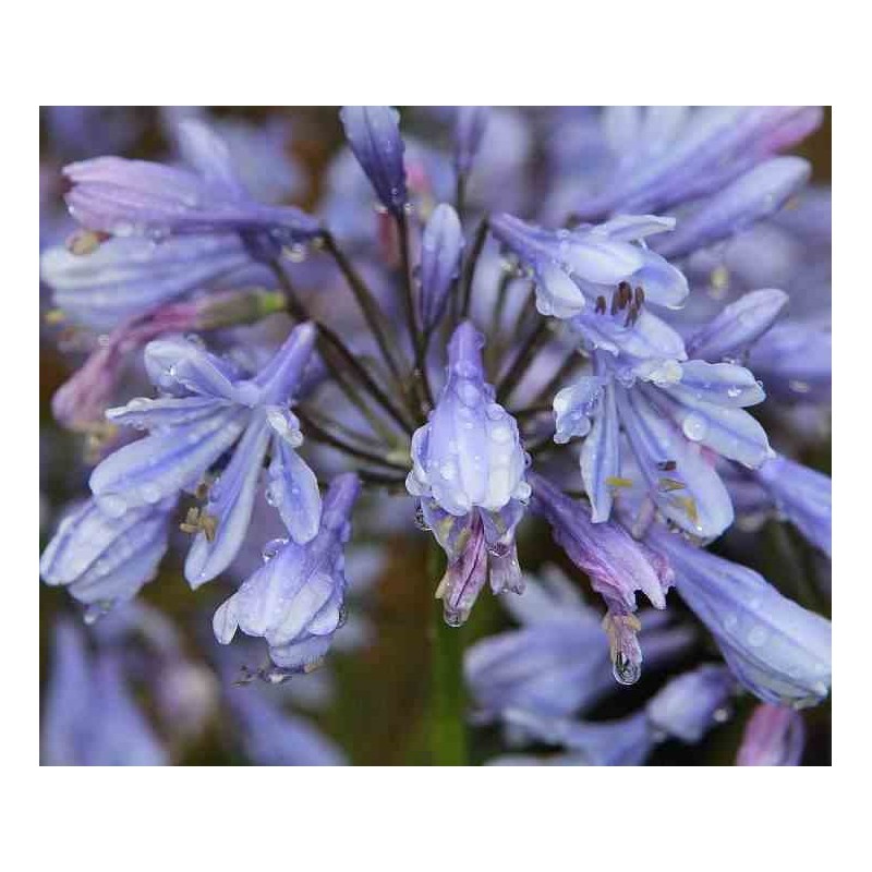 Agapanthe Brume de Lavande (Agapanthe)