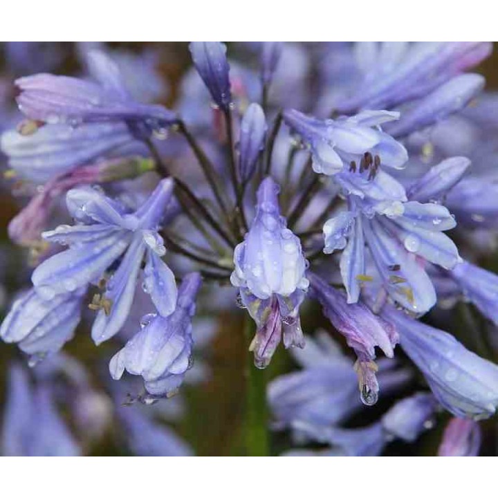 Agapanthe Brume de Lavande (Agapanthe)