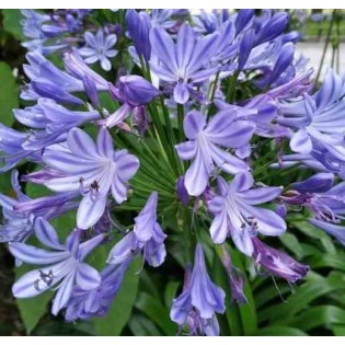 Agapanthus praecox (Agapanthe)