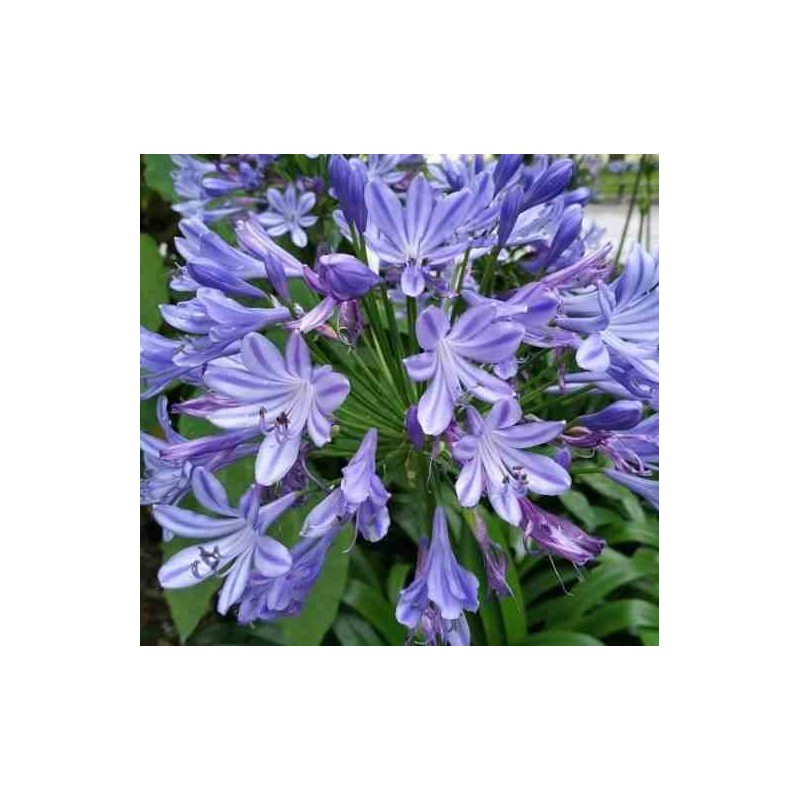 Agapanthus praecox (Agapanthe)