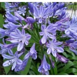 Agapanthus praecox (Agapanthe)