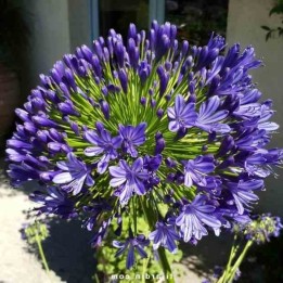 Agapanthe royale beauté (Agapanthe)