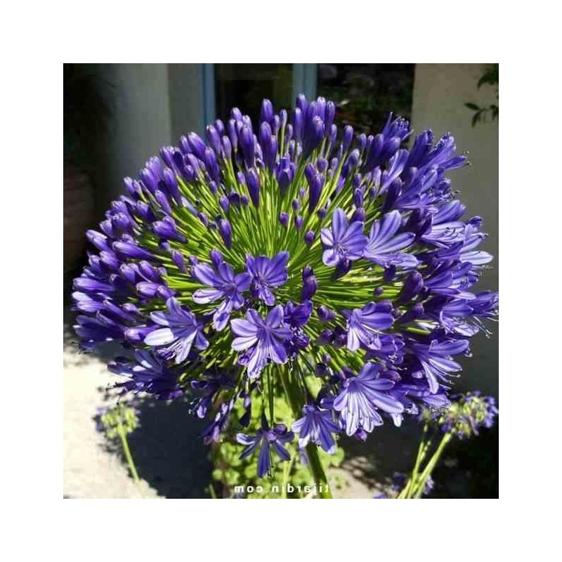 Agapanthe royale beauté (Agapanthe)