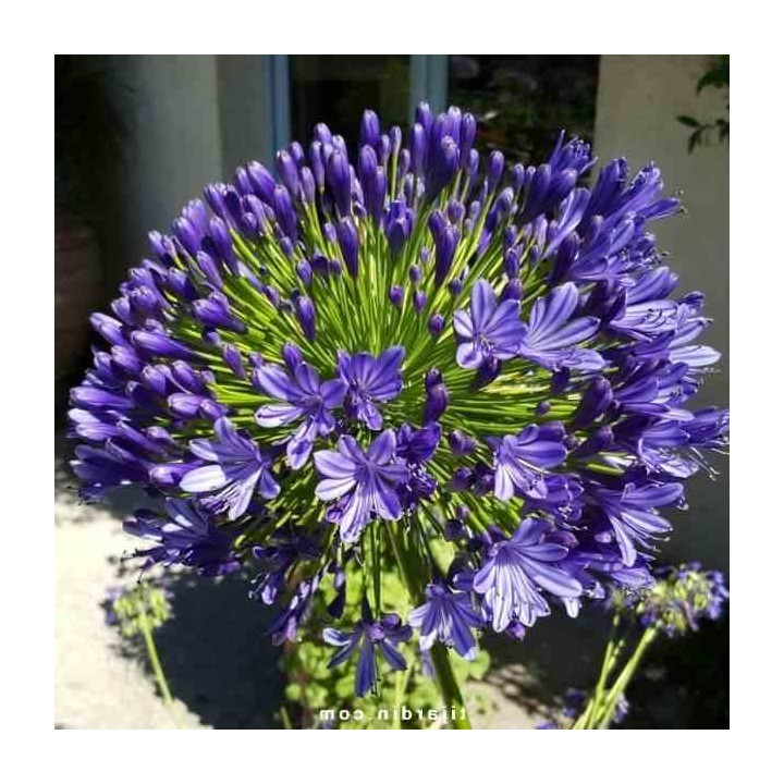Agapanthe royale beauté (Agapanthe)