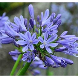 Agapanthe umbellatus (Agapanthe)
