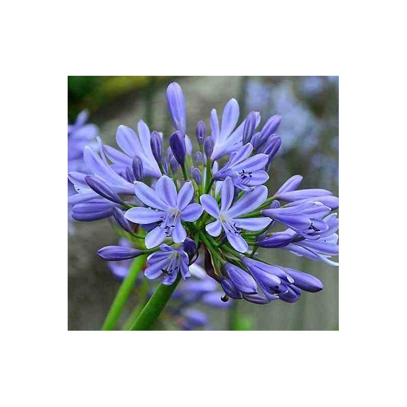 Agapanthe umbellatus (Agapanthe)