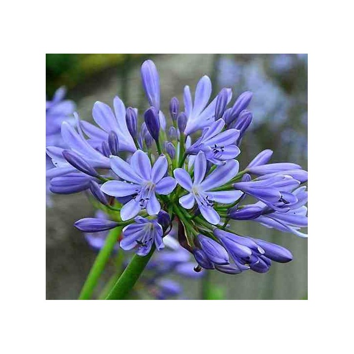 Agapanthe umbellatus (Agapanthe)