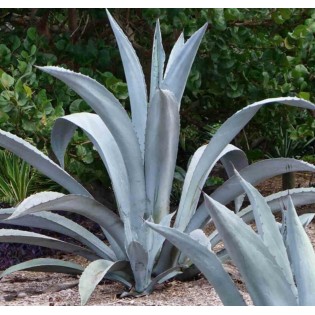 Agave franzosinii