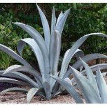 Agave franzosinii