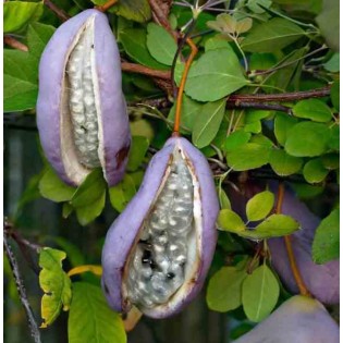 Akebia quinata (Vigne chocolat)