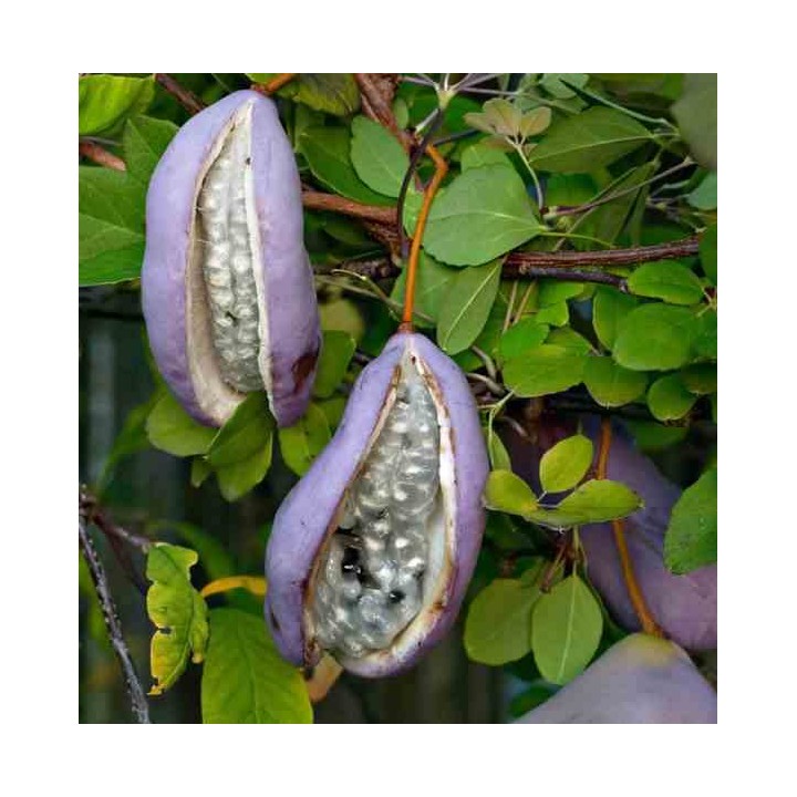 Akebia quinata (Vigne chocolat)
