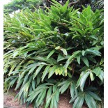 Alpinia zerumbet (Gingembre coquille)