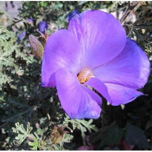 Alyogine huegelii var. Santa Cruz