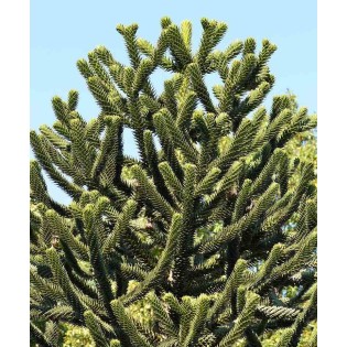 Araucaria araucana (syn. A. imbricata) : Désespoir du singe