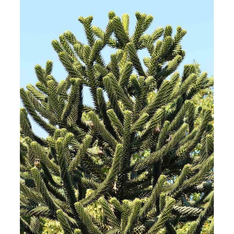 Araucaria araucana (syn. A. imbricata) : Désespoir du singe