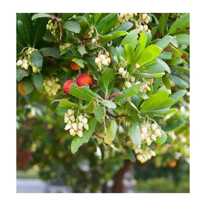 Arbousier unedo var. Rubra