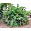 Arenga engleri (Palmier formose/palmier à sucre nain)