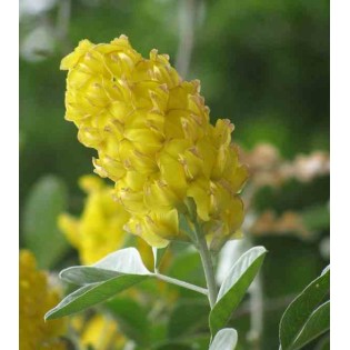 Argyrocytisus battandieri (Genêt Ananas)