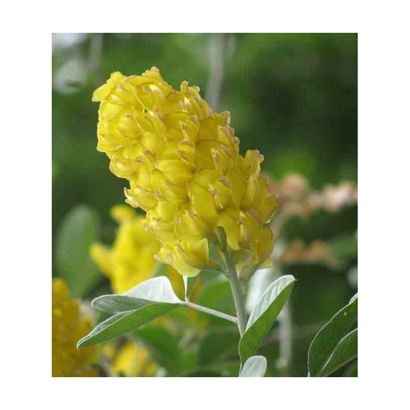 Argyrocytisus battandieri (Genêt Ananas)