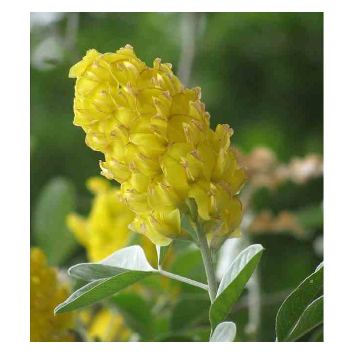 Argyrocytisus battandieri (Genêt Ananas)