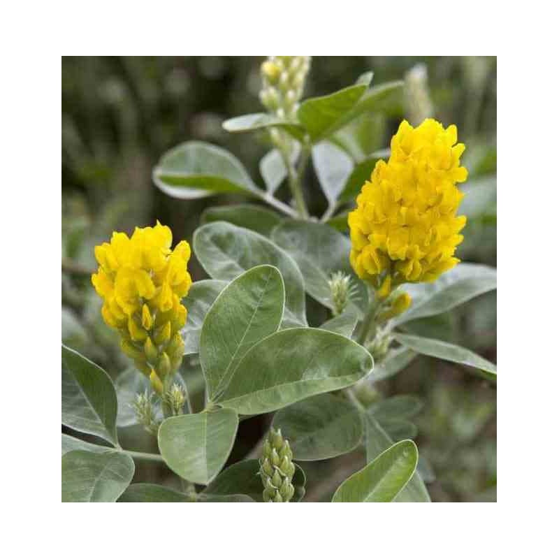 Argyrocytisus battandieri (Genêt Ananas)