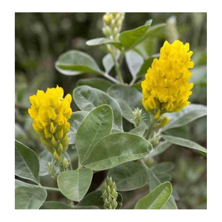 Argyrocytisus battandieri (Genêt Ananas)