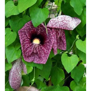 Aristolochie gigantea