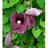 Aristolochie gigantea