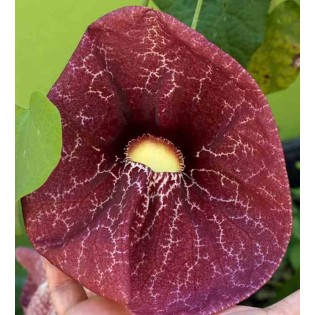 Aristolochie gigantea