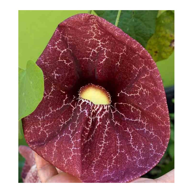 Aristolochie gigantea