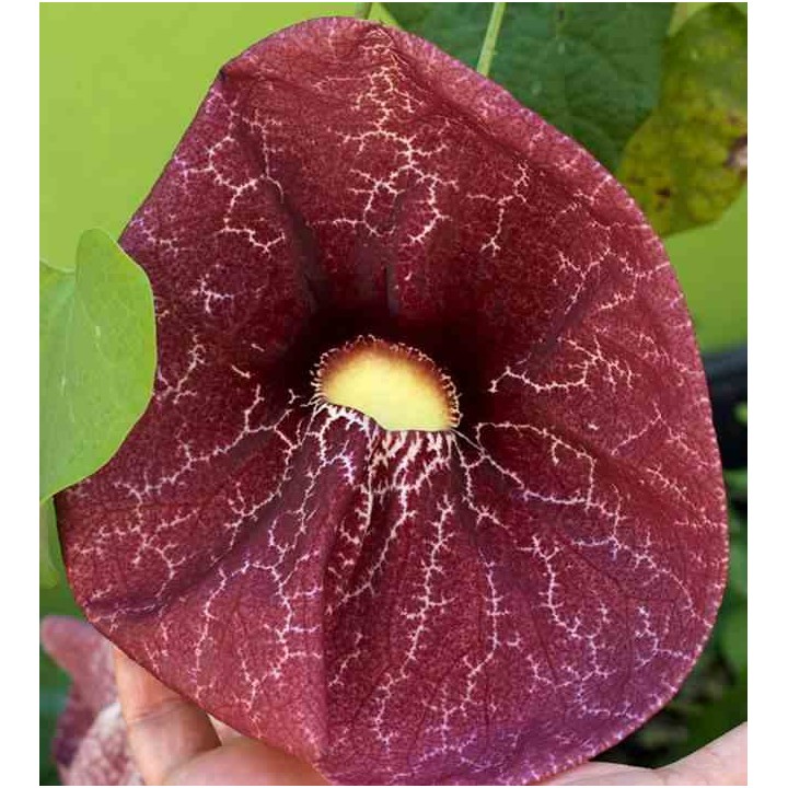 Aristolochie gigantea