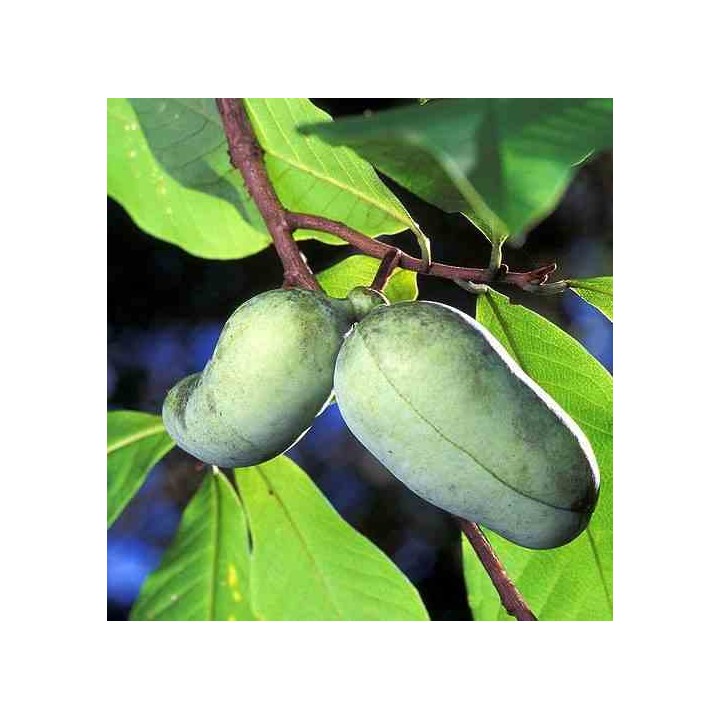 Asimina triloba (patte de patte)