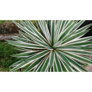 Agave augustifolia