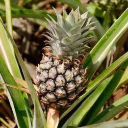 Ananas Monte or