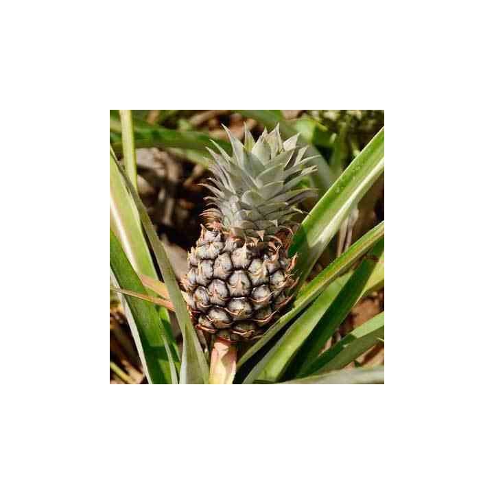 Ananas Monte or