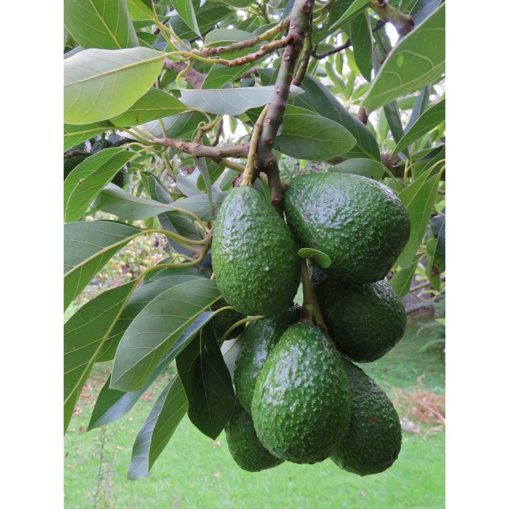Avocat : Persea americana greffé et cloné duke7