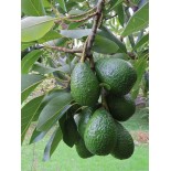 Avocat : Persea americana greffé et cloné duke7