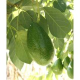 Avocatier : Persea americana var. Bacon (De greffe)