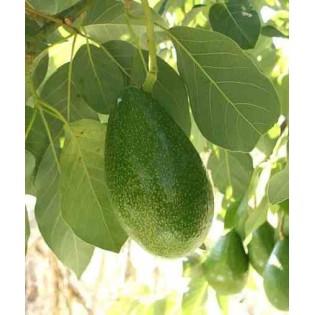 Avocatier : Persea americana var. Bacon (De greffe)