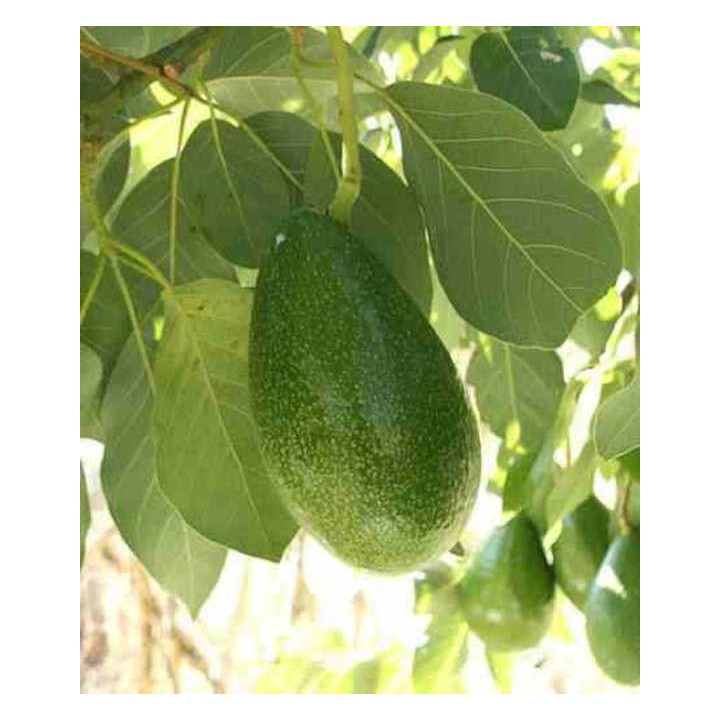 Avocatier : Persea americana var. Bacon (De greffe)